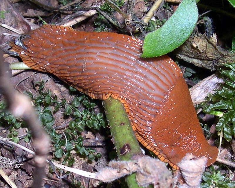 gradazioni di colore di Arion sp.